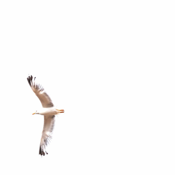 Envol blanc