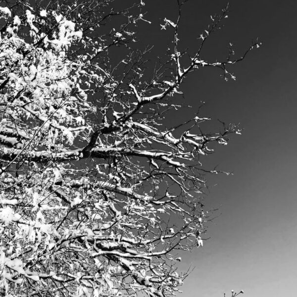 Dentelle d&rsquo;hiver