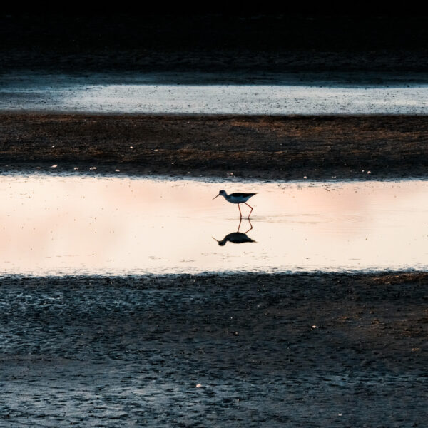 Bird mirror