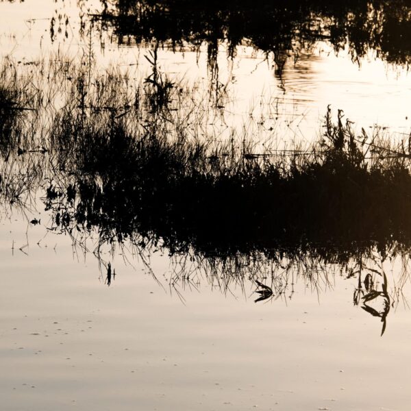 Reflets de roseaux