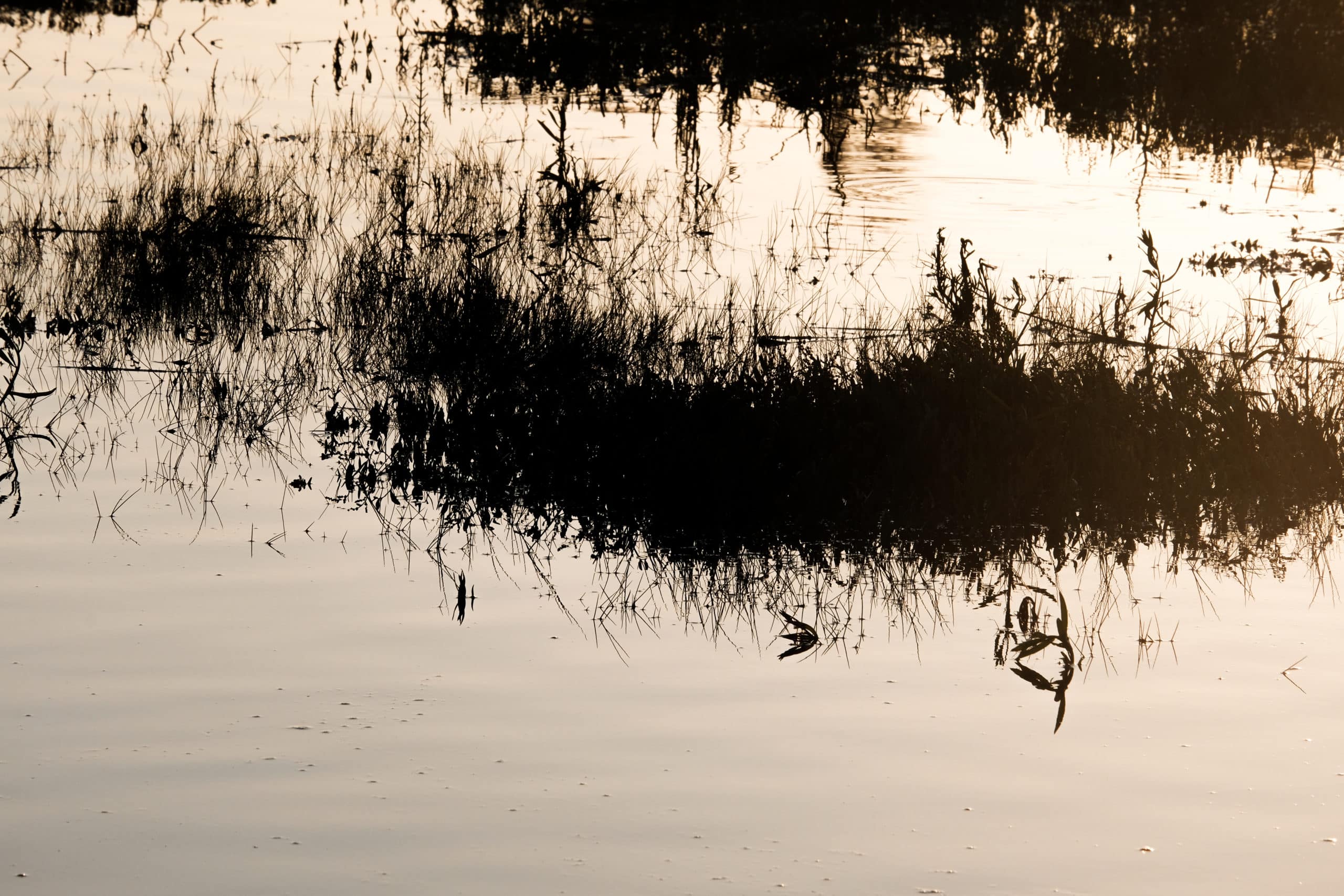 Reflets de roseaux