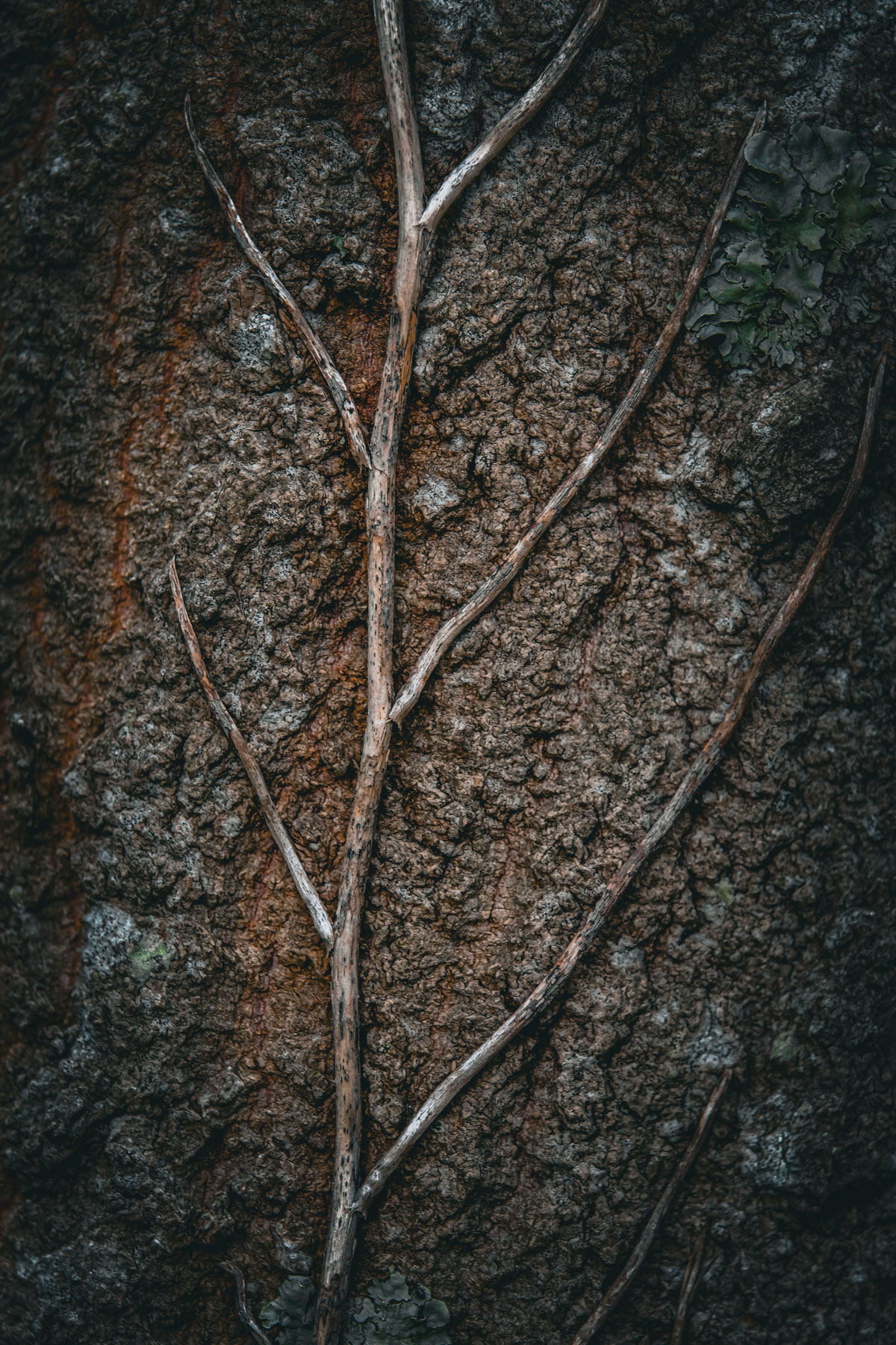 Wood