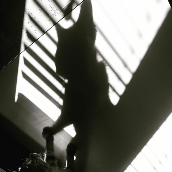 Catwoman is back
