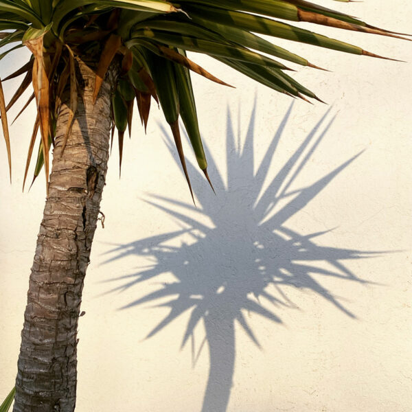 Mirror of palm tree