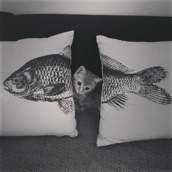 Poisson-chat