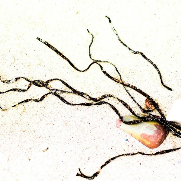 Méduse grain
