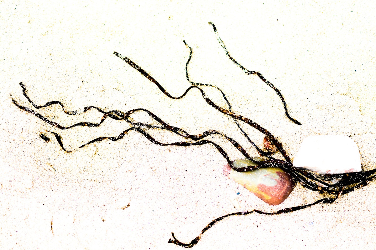 Méduse grain
