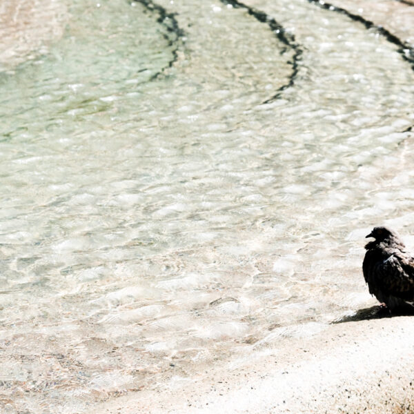 Pigeon contemplatif