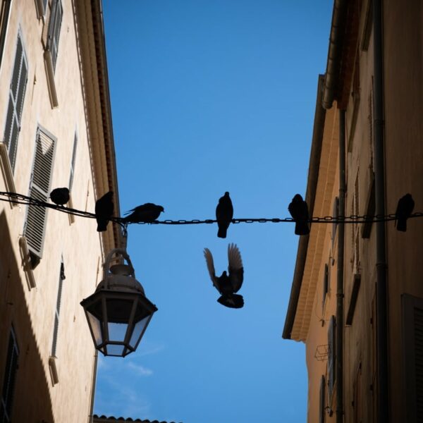 Trapèze volant
