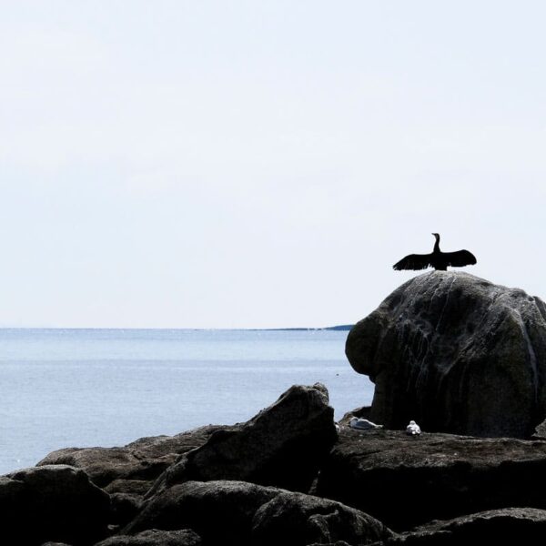Sentinelle bretonne