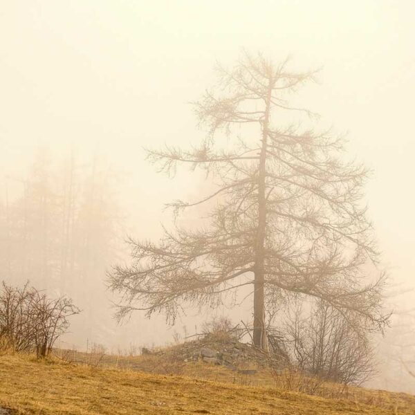 Mélèze dans la brume